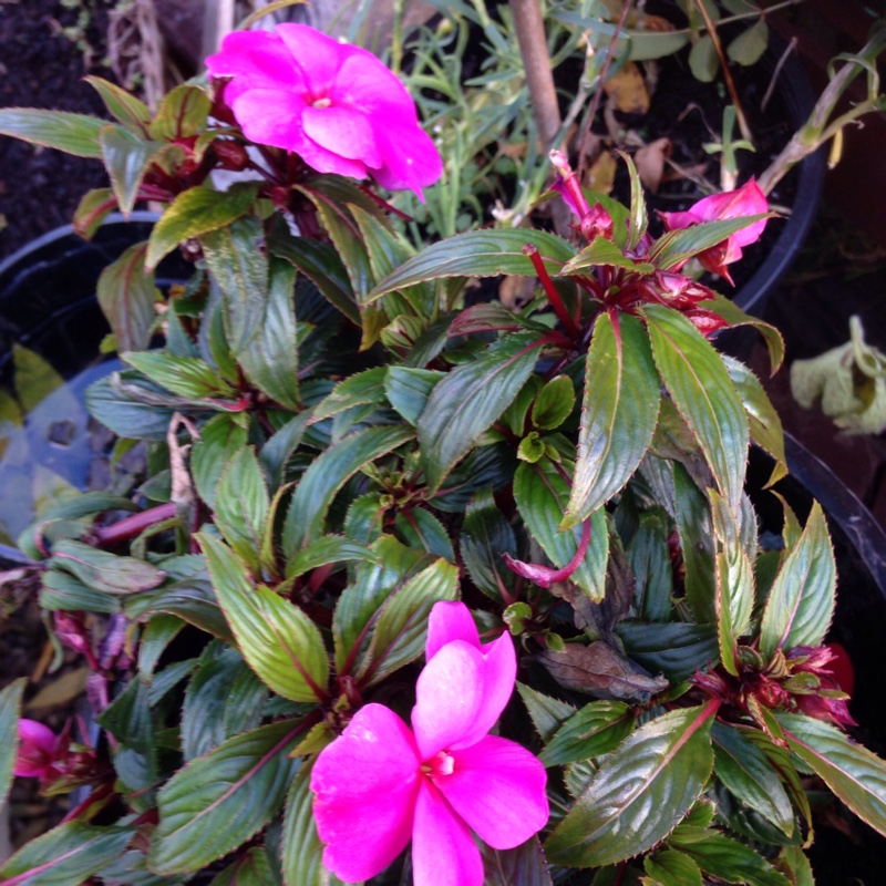 Impatiens walleriana