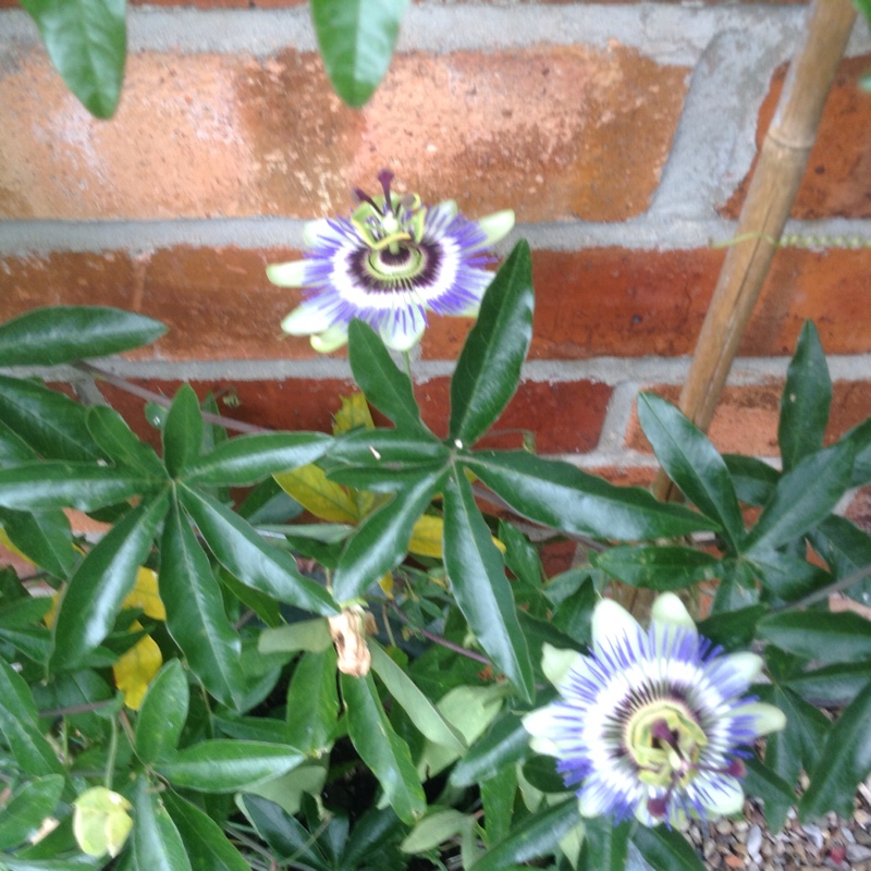 Passion flower 'Imperatrice Eugenie'