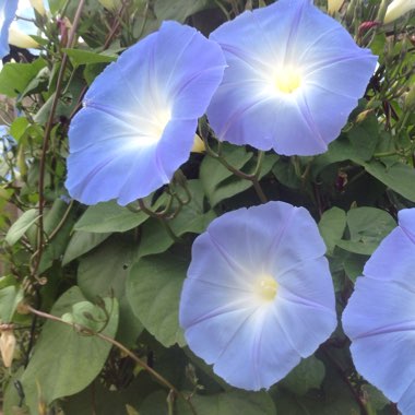 Morning Glory 'Heavenly Blue'