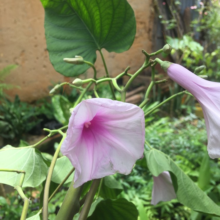 Plant image Ipomoea carnea