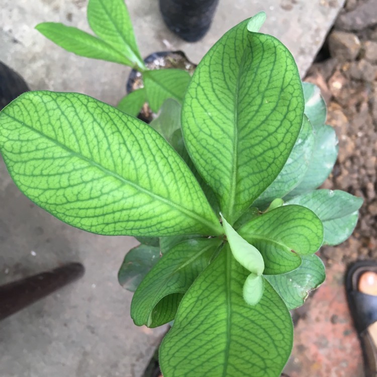 Plant image Euphorbia Bicompacta Var. Rubra