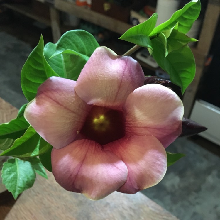 Plant image Allamanda