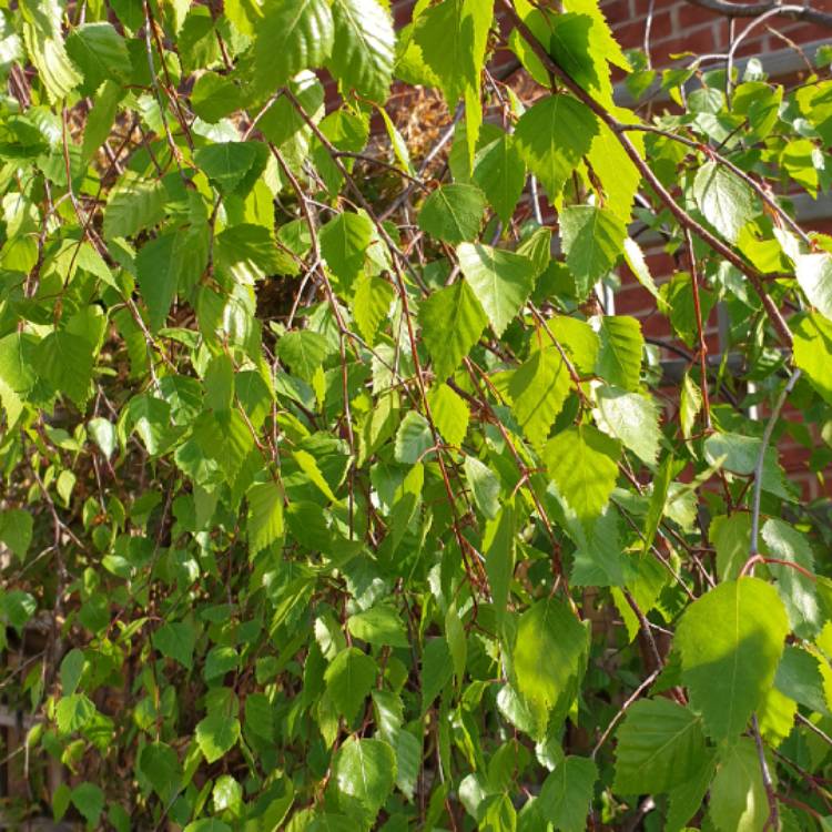 Plant image Betula pendulum 'Youngii'