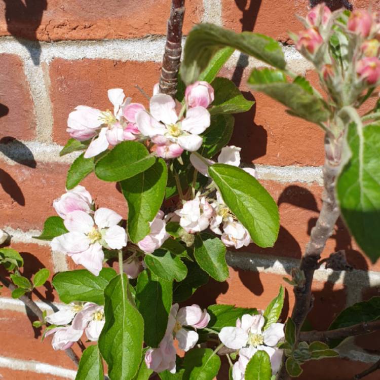 Plant image Malus domestica 'Cox's Orange Pippin'