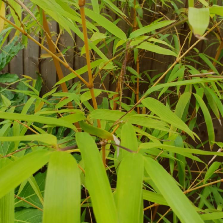 Plant image Phyllostachys aurea 'Albovariegata'