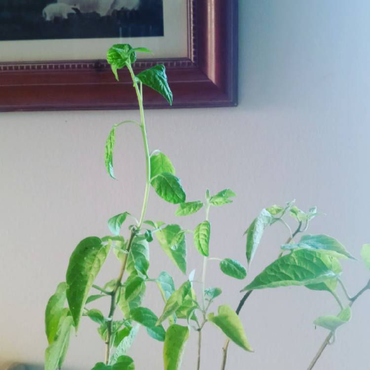 Plant image Solanum dulcamara