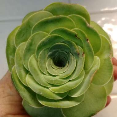 Aeonium Aureum