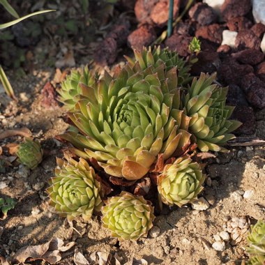 Sempervivum Standard Green