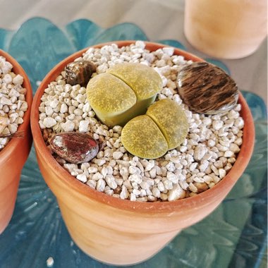 Lithops