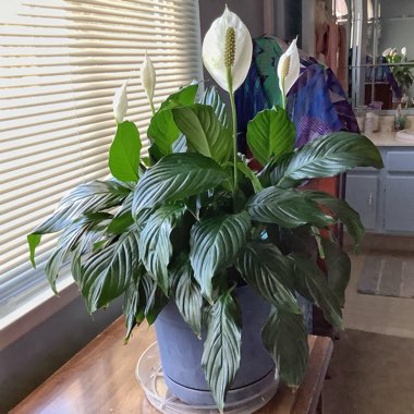 Spathiphyllum wallisii