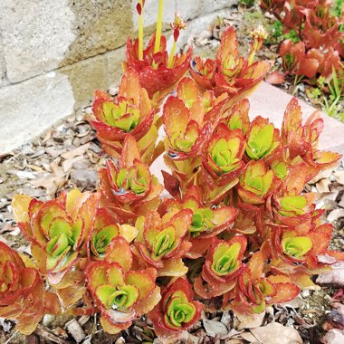 Kalanchoe blossfeldiana 'Red'