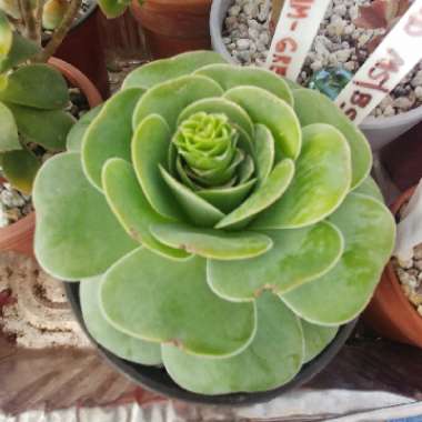 Aeonium Aureum