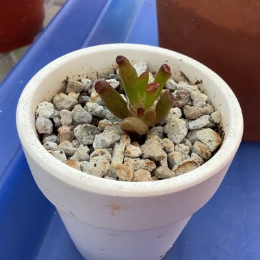 Crassula ovata 'Gollum'