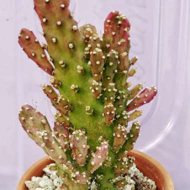 Opuntia monacantha f. monstruosa