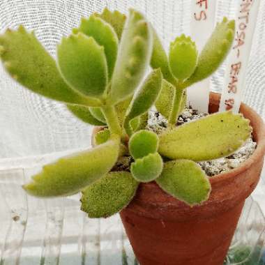 Cotyledon tomentosa