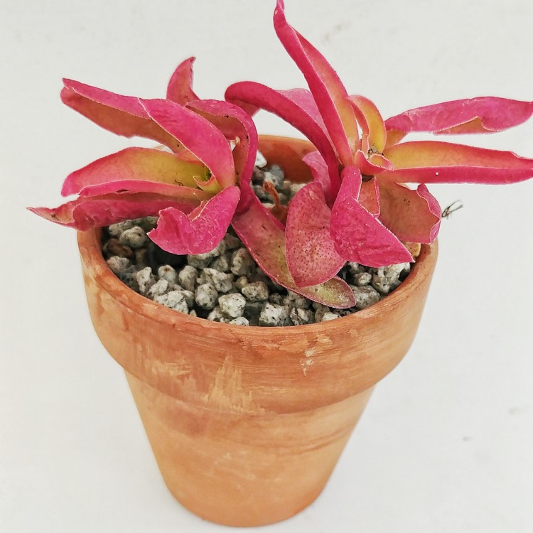 plant image 1450320