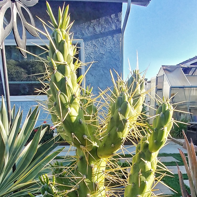 Plant image Opuntia Subulata