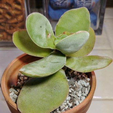 Crassula cotyledonis