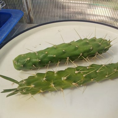 Opuntia Subulata