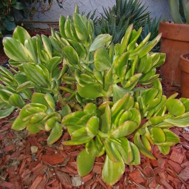 Crassula