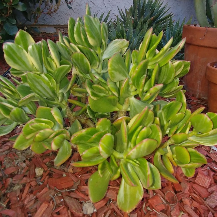 plant image 1451510