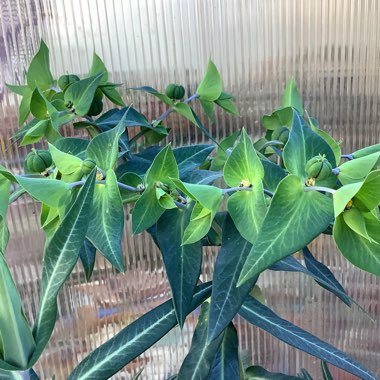 Euphorbia Rigida  Gopher Plant