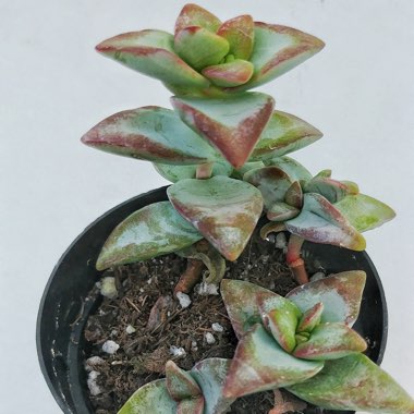 Crassula Conjuncta