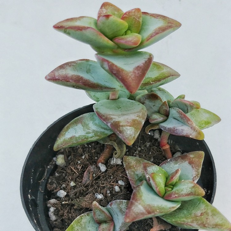 Plant image Crassula Conjuncta