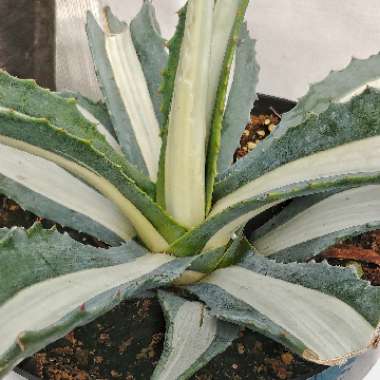 Agave americana 'Mediopicta Alba'