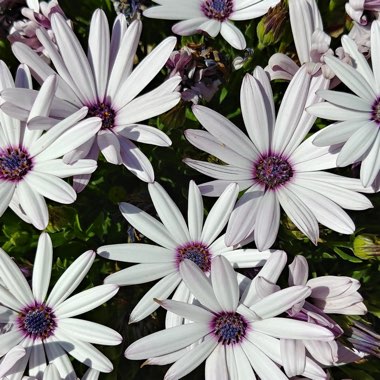 Osteospermum Ecklonis 'Akila White Purple Eye'