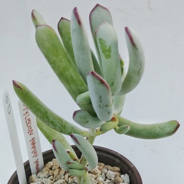 Cotyledon 'Happy Young Lady'