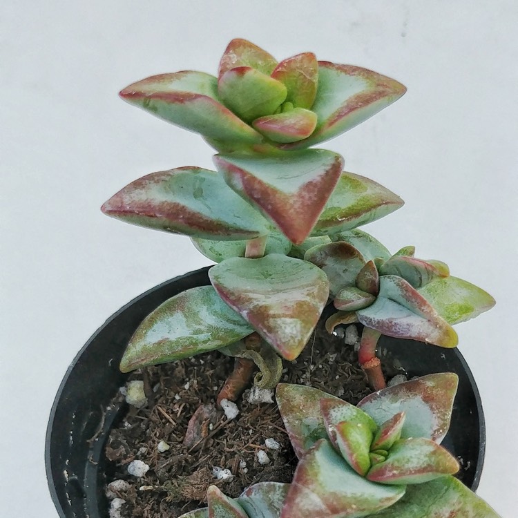 Plant image Crassula Conjuncta