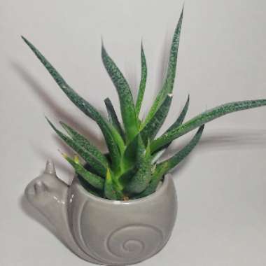 Haworthia herbacea