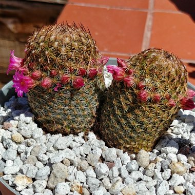 Mammillaria matudae