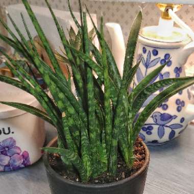 Sansevieria cylindrica