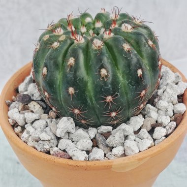 Echinopsis  syn. Lobiviopsis