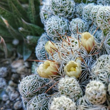 Thimble Cactus 'Fragilis'