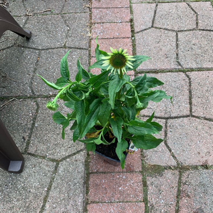 Plant image Echinacea purpurea 'Pas709018' (PowWow Series) syn. Echinacea 'PowWow White'