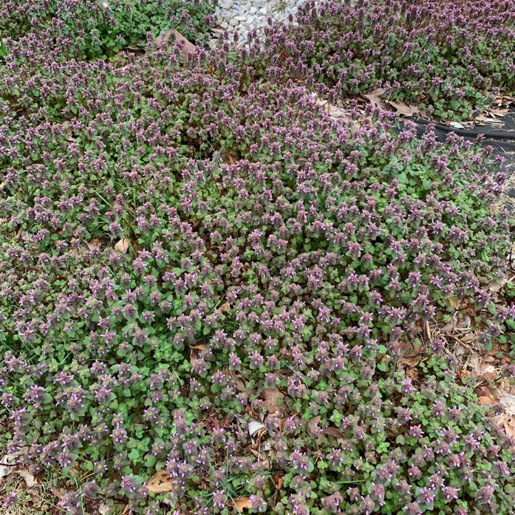 Plant image Lamium Purpureum 