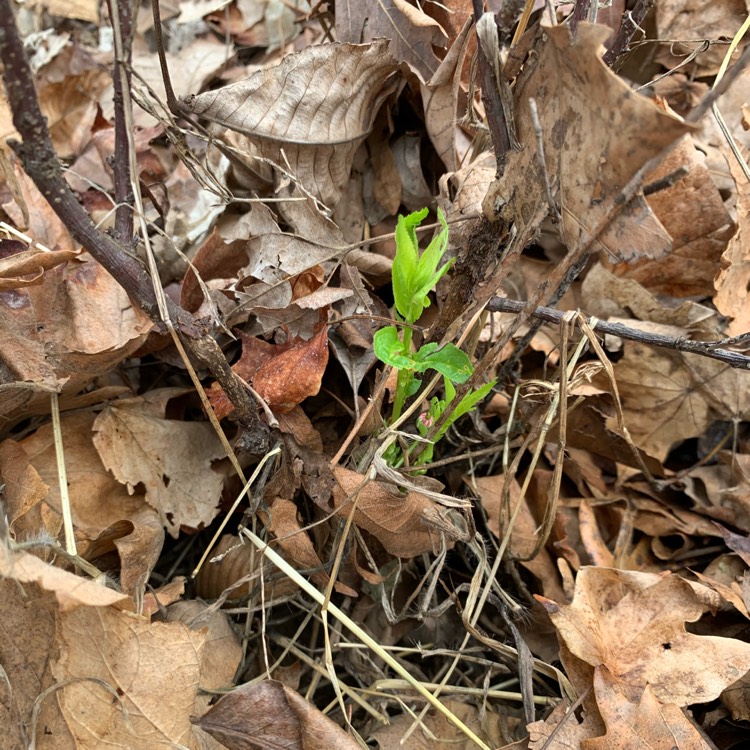 Plant image Prunus triloba