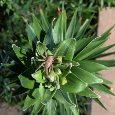 Lilium lancifolium