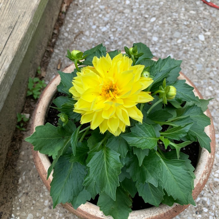 Plant image Dahlia 'Dahlietta Julia' (Dahlietta Series)