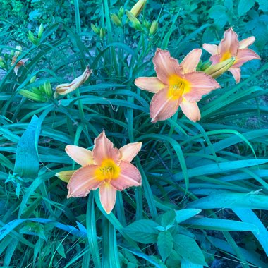 Daylily