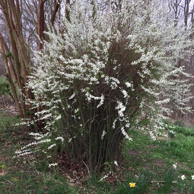 Gypsophila