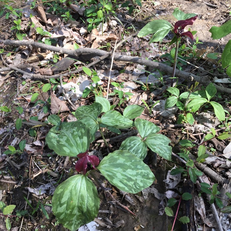 Plant image Trillium