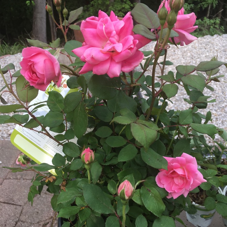 Plant image Rosa 'Radcon' syn. Rosa 'Pink Knock Out'