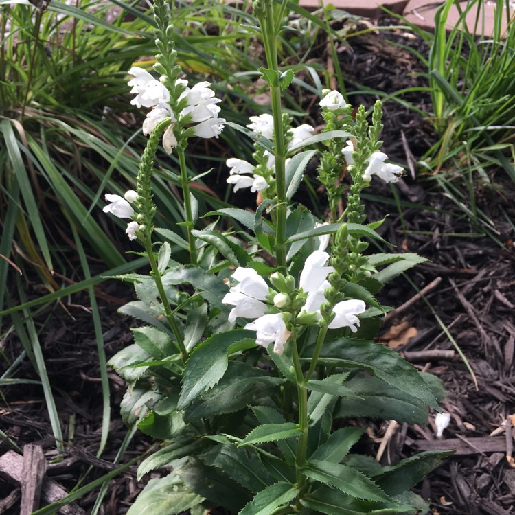 Plant image Physostegia virginiana 'Crystal Peak White'