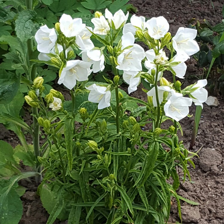 Plant image Campanula persicifolia f. alba