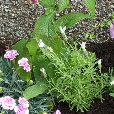 Plant image Lavandula stoechas 'Anouk' (Anouk Series)