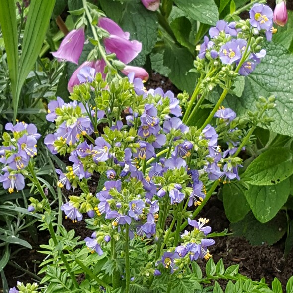 Plant image Polemonium caeruleum